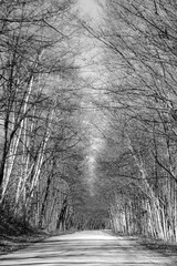 Tree Lined Road Black and White, room for copy