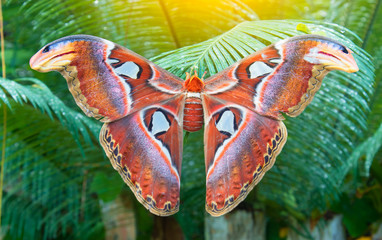 Beautiful big butterfly, Giant Atlas Moth, Attacus atlas, insect in green nature habitat, Asia