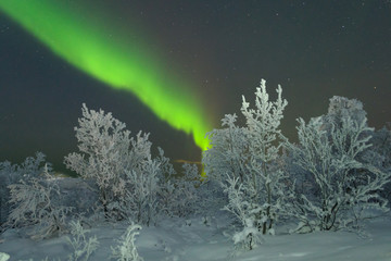 Snow on the trees and Aurora,Northern lights in the night sky.