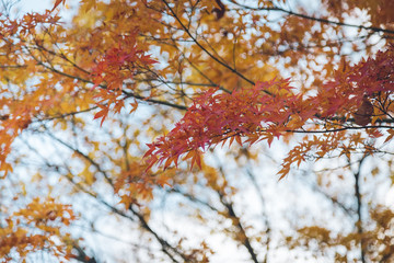 Autumnal maple leaves in blurred background