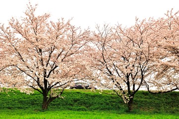 Obraz premium 桜./桜の間を通過する車と桜の木です.