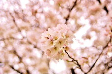 Fototapeta premium 満開の桜