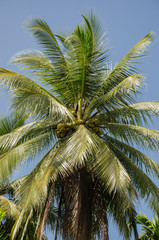 Fototapeta na wymiar Coconut Tree In Sunlight.