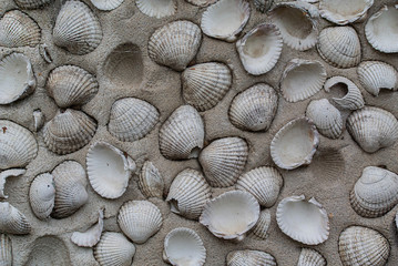 English Shell Wall Textures