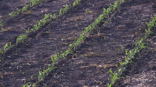 Campos de maiz, brotes y peque&ntilde;as plantas en Argentina, America Latina
