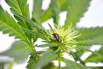 Black ladybug crawling on a cannabis plant isolated over white background