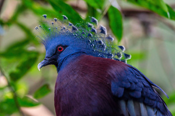 Blue and Maroon Plumage on an Exotic Victoria Crested Pigeon Perched in a Tree