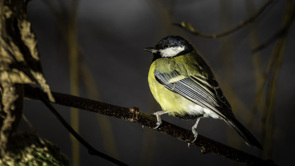 Mésange de Chartreuse - Grésivaudan - Isère.