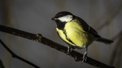Mésange de Chartreuse - Grésivaudan - Isère.