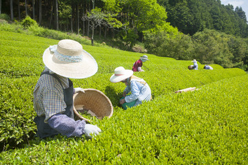 茶摘み