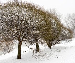 Moscow, Russia - December 19, 2017. Winter view in the area of South Butovo. Trees of interesting shapes in the city Park of the city of Moscow