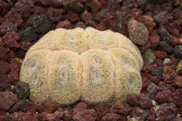 Mammillaria perbella 大福丸