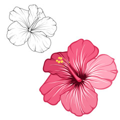 Hibiscus beautiful blooming flower isolated on white background. Closeup macro detailed view. Color black white outline sketch drawing set. Exotic tropical spring summer botanical vector design.