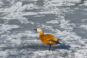 Female Ruddy shelduck Tadorna ferruginea walking on ice, selective focus, shallow DOF