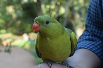 Дружелюбный попугай.