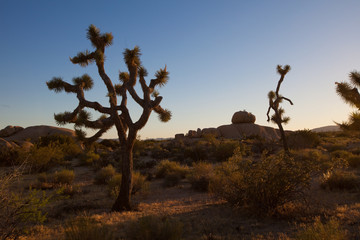 Joshua Trees