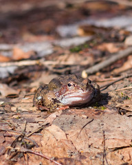 European grass frog or Rana temporaria male in breeding colors on old leaves close-up portrait, selective focus