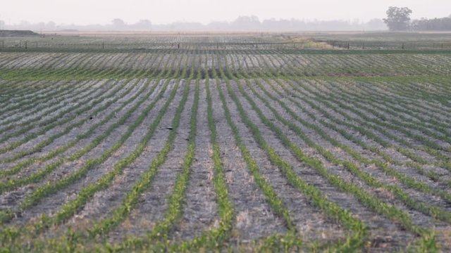 Campos de soja verde, plantines, Argentina
