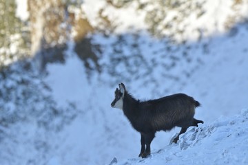 Naklejka premium Chamois in winter season, Piatra Craiului National Park