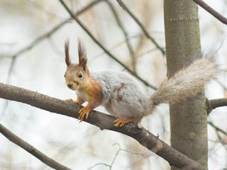 Eurasian red squirrel at tree branches close-up portrait, selective focus, shallow DOF