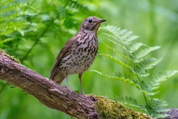 Song thrush sits on aged mossy branch between ferns