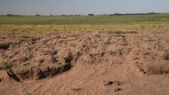 Campos de soja verde, plantines, Argentina