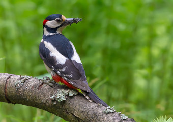 Male Great spotted woodpecker back view with catch of ants and other insects for his chicks