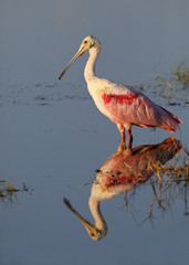 Roseate Spoonbill with reflection - Merritt Island Wildlife Refuge, Florida