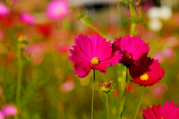 many of  cosmos flower in garden with soft focus background