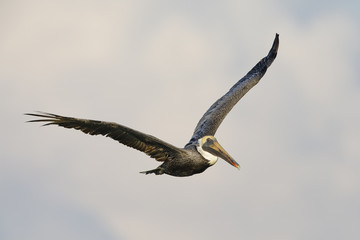 Brown Pelican in flight over the Gulf of Mexico - Pinellas County, Florida