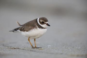 Piping Plover on a Florida beach - Pinellas County