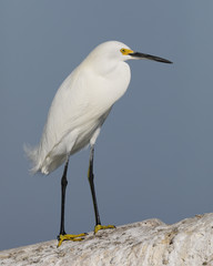 Snowy Egret perched on a concrete seawall - Pinellas County, Florida