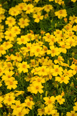 tiny yellow flower field background texture.