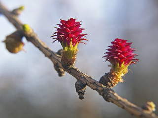 Red false flowers, carpellate cones, of European larch, Larix deciclua, in early spring. Neutral...