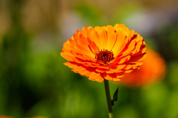 orange daisy flower under the sun in the field