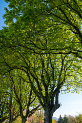 big trees covered in green leaves lining up on the side of the street.
