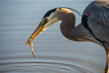 great blue heron caught a fish in the lake close up