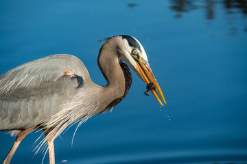Fototapeta na wymiar great blue heron caught a small black fish in the pond under the blue sky