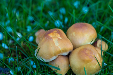 bun like mushrooms on the grass close up