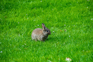 tiny rabbit rest in the middle of grassy ground