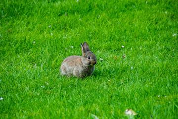 tiny cute rabbit licking its nose with its tongue on the green grass
