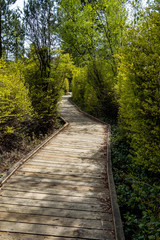 well maintained wooden path in the forestry park 