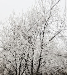 Frost covered trees