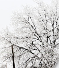 Snow covered trees
