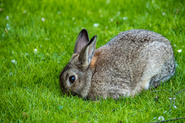 cute rabbit focus on eating grass while keep an eye on the surroundings