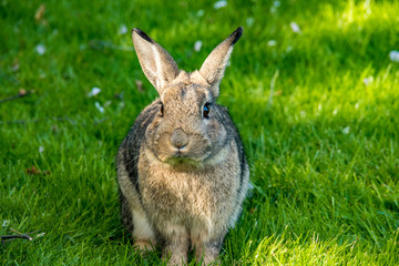 Grey rabbit with grass filled mouth looking at you on the grass