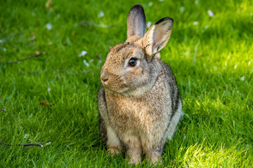 cute rabbit sitting on green grass looking left