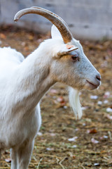 chèvre blanche et sa barbichette