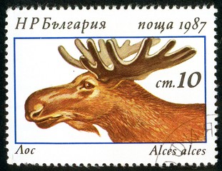 UKRAINE - circa 2017: A postage stamp printed in Bulgaria shows Eurasian Elk, Alces alces, Series...
