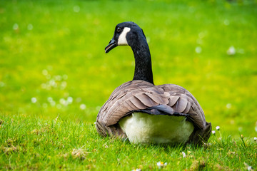 single Canada goose resting on green grass